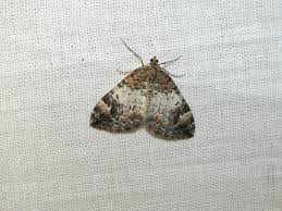 Attēlu rezultāti vaicājumam “Dysstroma truncata”