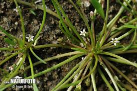 Attēlu rezultāti vaicājumam “Limosella aquatica”