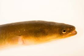 Image result for Anguilla rostrata