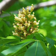 Attēlu rezultāti vaicājumam “Aesculus flava bud”