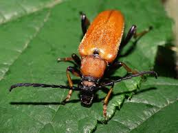 Attēlu rezultāti vaicājumam “Leptura rubra”