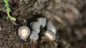 Attēlu rezultāti vaicājumam “Diderma chondrioderma macro”