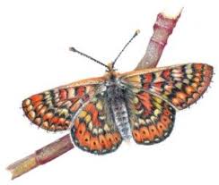 Attēlu rezultāti vaicājumam “Euphydrias aurinia”