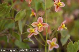 Attēlu rezultāti vaicājumam “Epimedium alpinum  flower”