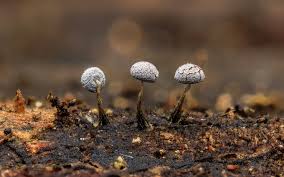 Attēlu rezultāti vaicājumam “Physarum album spores”