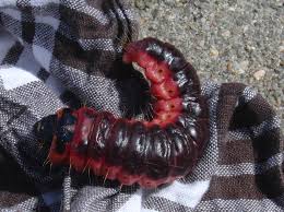 Attēlu rezultāti vaicājumam “Cossus cossus larva”