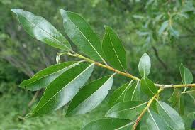 Attēlu rezultāti vaicājumam “Salix daphnoides”