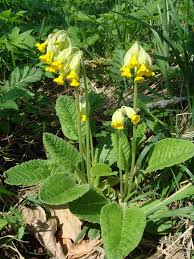 Image result for Primula veris