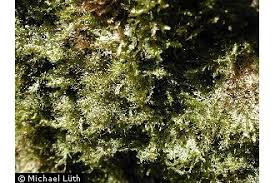 Attēlu rezultāti vaicājumam “Neckera complanata”