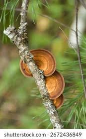 Attēlu rezultāti vaicājumam “Gloeophyllum abietinum”