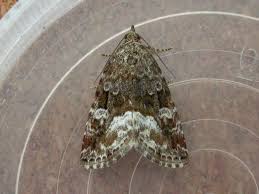 Attēlu rezultāti vaicājumam “Protodeltote pygarga”