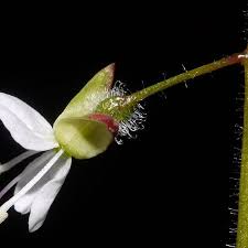 Attēlu rezultāti vaicājumam “Circaea lutetiana bud”