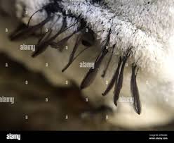 Attēlu rezultāti vaicājumam “Stemonitidaceae”