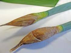 Attēlu rezultāti vaicājumam “Narcissus bud”