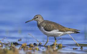 Attēlu rezultāti vaicājumam “Tringa ochropus”