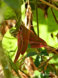 Attēlu rezultāti vaicājumam “Deilephila elpenor imago”