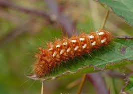 Attēlu rezultāti vaicājumam “Acronicta rumicis larva”