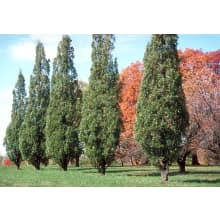 Attēlu rezultāti vaicājumam “Quercus robur Fastigiata”