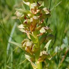Attēlu rezultāti vaicājumam “Coeloglossum viride flower”