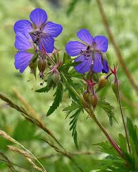 Attēlu rezultāti vaicājumam “Geranium pratense bud”