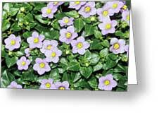 Image result for Exacum affine