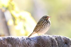 Image result for Anthus hodgsoni