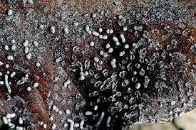 Attēlu rezultāti vaicājumam “Physarum cinereum”