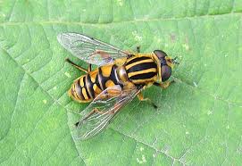 Attēlu rezultāti vaicājumam “Helophilus sp.”