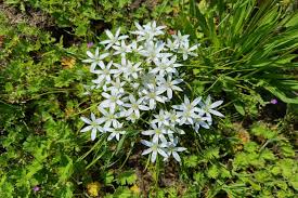 Attēlu rezultāti vaicājumam “Ornithogalum umbellatum flower”