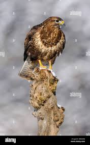 Attēlu rezultāti vaicājumam “Buteo buteo adult”