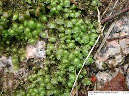 Attēlu rezultāti vaicājumam “Scapania nemorea”