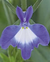 Attēlu rezultāti vaicājumam “Lobelia erinus”