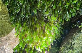 Attēlu rezultāti vaicājumam “Fissidens arnoldii sporophyte”