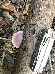 Attēlu rezultāti vaicājumam “Leptoporus mollis”