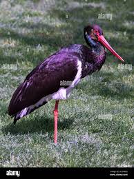 Attēlu rezultāti vaicājumam “Ciconia nigra”