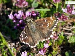 Attēlu rezultāti vaicājumam “Pyrgus alveus upperside”