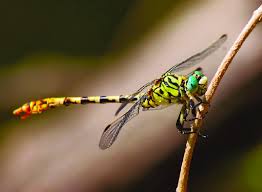Attēlu rezultāti vaicājumam “Onychogomphus forcipatus”