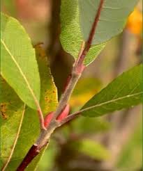 Attēlu rezultāti vaicājumam “Salix myrsinifolia leaf”