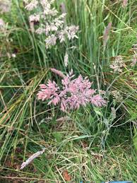 Attēlu rezultāti vaicājumam “Holcus lanatus  flower”