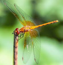 Attēlu rezultāti vaicājumam “Sympetrum flaveolum”
