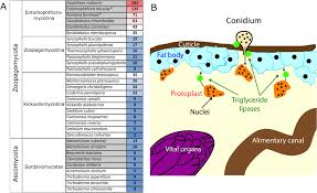 Attēlu rezultāti vaicājumam “Entomophthora”