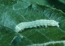 Attēlu rezultāti vaicājumam “Orthosia sp. larva”