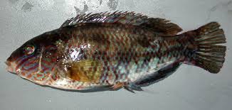 Image result for Symphodus melops