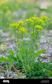 Attēlu rezultāti vaicājumam “Euphorbia cyparissias leaf”