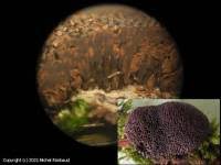 Attēlu rezultāti vaicājumam “Lindbladia tubulina”