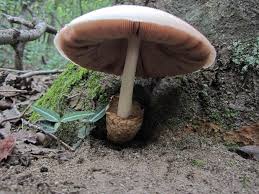 Attēlu rezultāti vaicājumam “Volvariella bombycina”