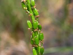 Attēlu rezultāti vaicājumam “Juncaginaceae”