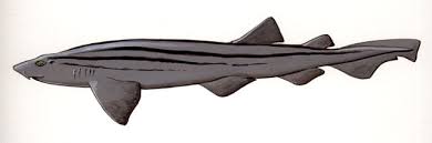 Image result for Poroderma africanum