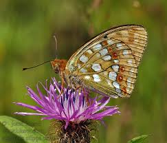 Attēlu rezultāti vaicājumam “Argynnis adippe”