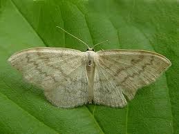 Attēlu rezultāti vaicājumam “Scopula floslactata”